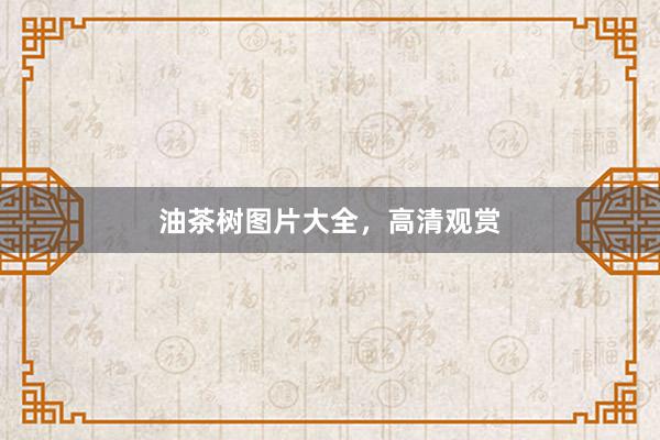 油茶树图片大全，高清观赏