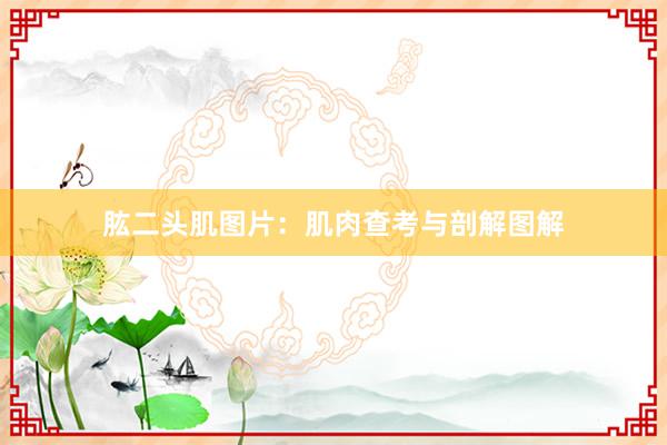 肱二头肌图片：肌肉查考与剖解图解